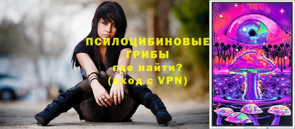 крисы Корсаков